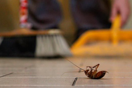 Cómo Prevenir la Infestación de Insectos en tu Hogar: Consejos Prácticos.