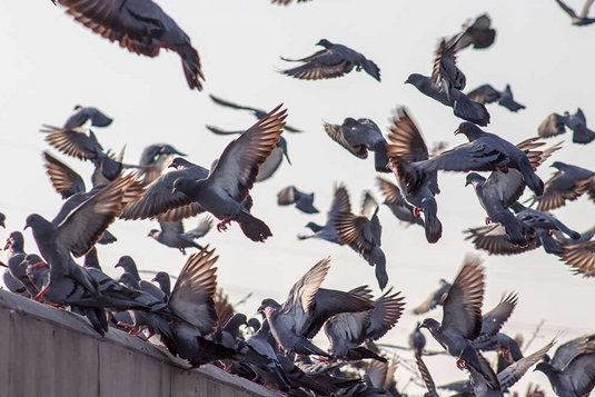 Mantén tu Espacio Libre de Aves con el Gel Repelente BIRD-X