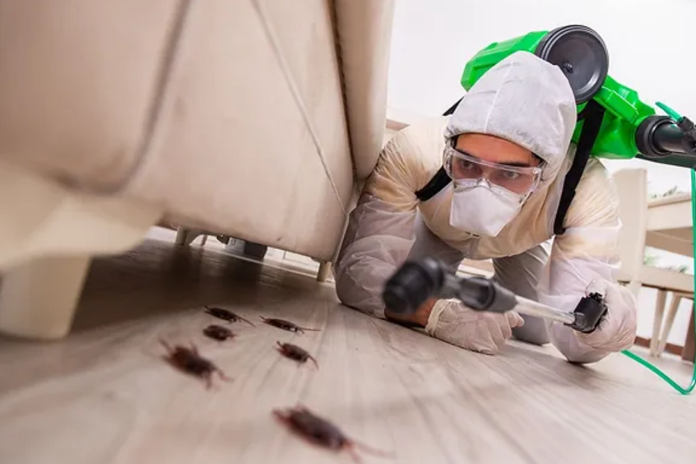 El Control Eficaz de Plagas en tu Hogar: Estrategias y Productos