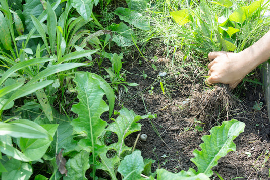 Cómo Elegir el Herbicida Adecuado para Tu Jardín